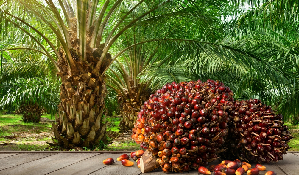 Palm-Oil-Plantation